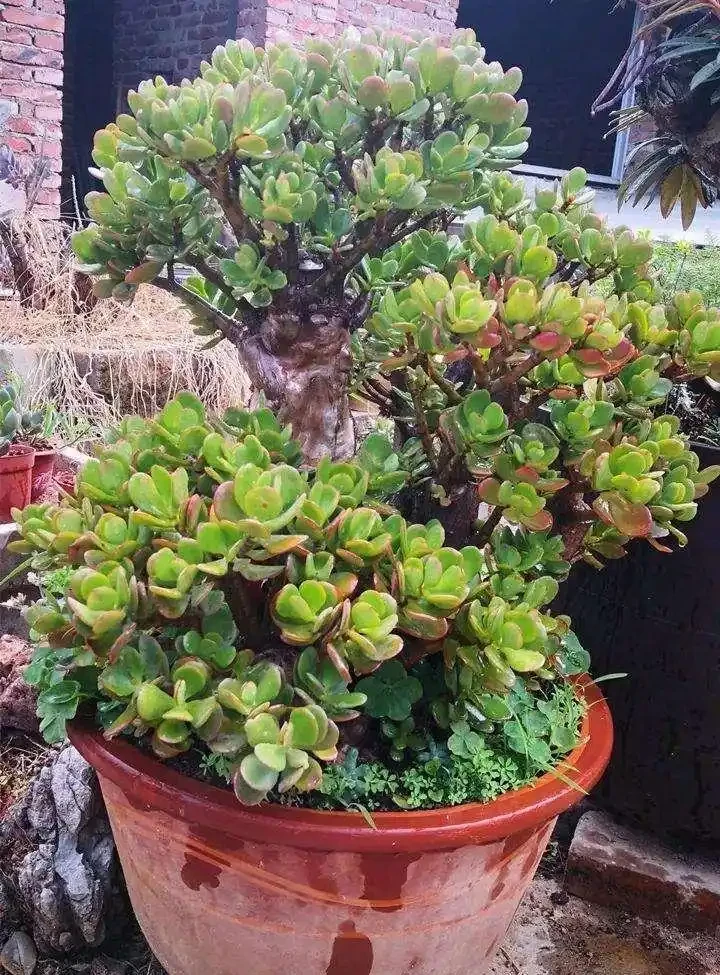 人養花，花亦養人！家居盆花12種，好養漂亮，寓意好，適合養家裡