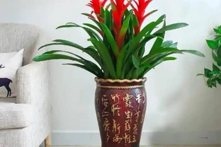 人養花，花亦養人！家居盆花12種，好養漂亮，寓意好，適合養家裡