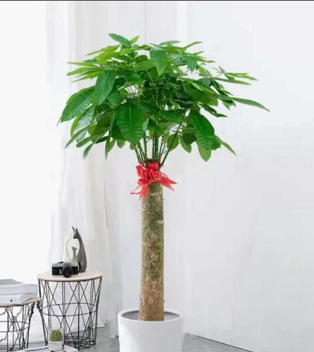 養好發財樹,簡單記住3點,再也不黃葉,一年四季綠油油