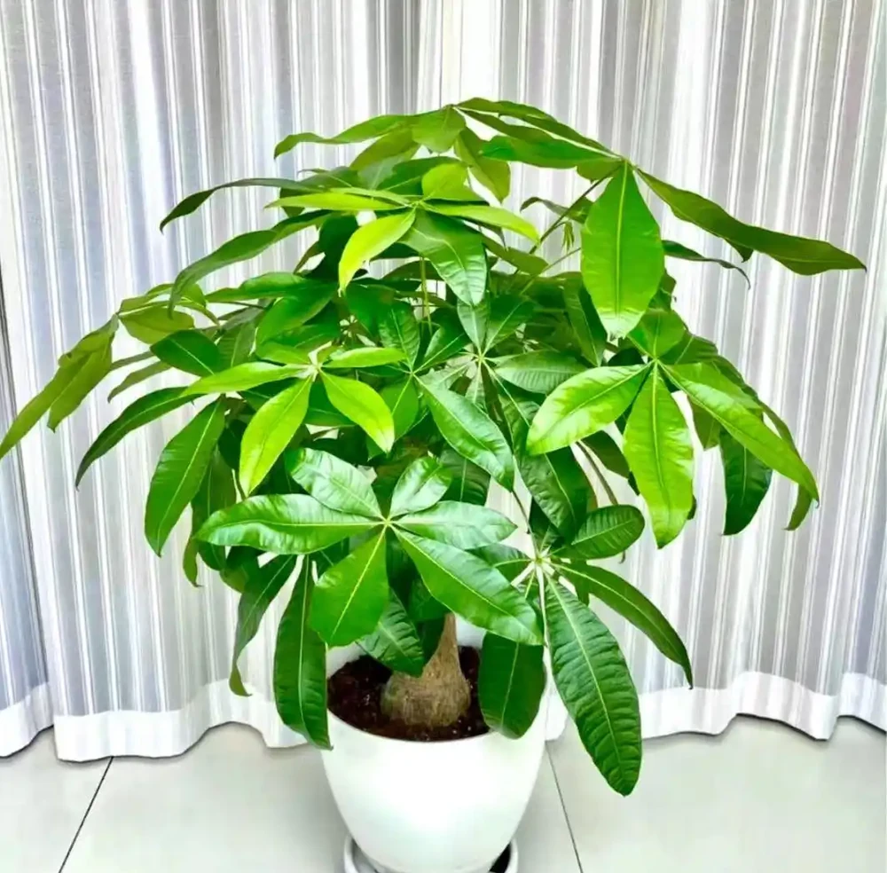 養好發財樹,簡單記住3點,再也不黃葉,一年四季綠油油