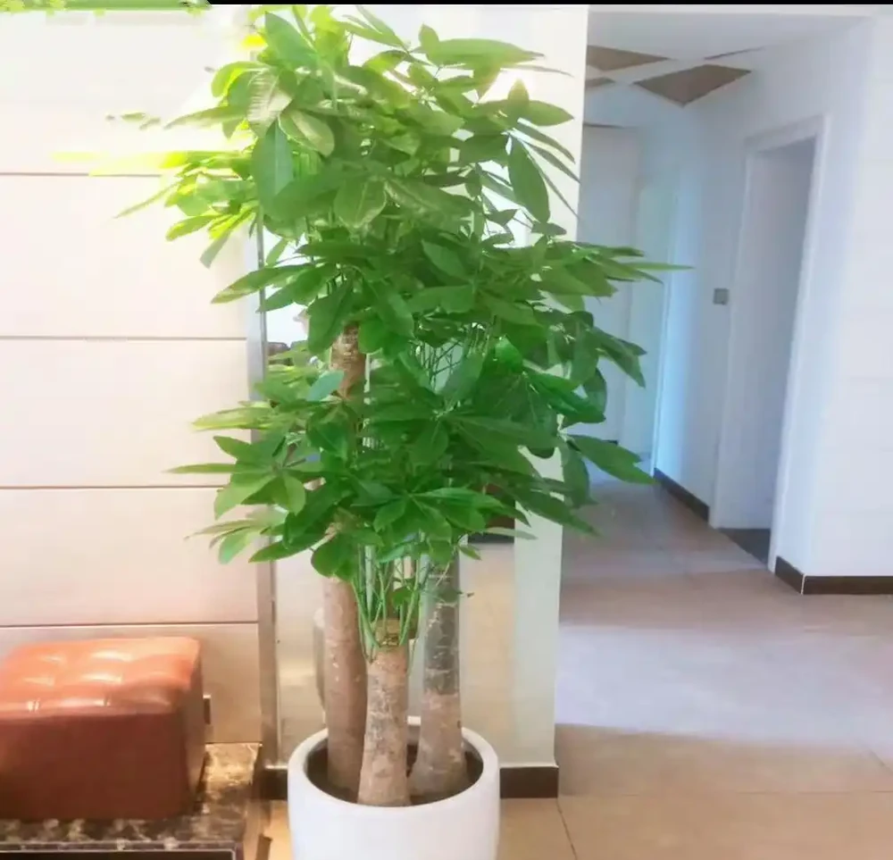 養好發財樹,簡單記住3點,再也不黃葉,一年四季綠油油