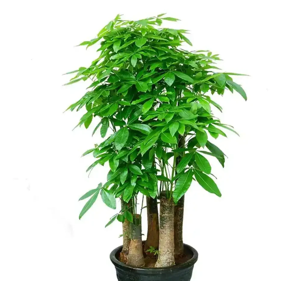 養好發財樹,簡單記住3點,再也不黃葉,一年四季綠油油