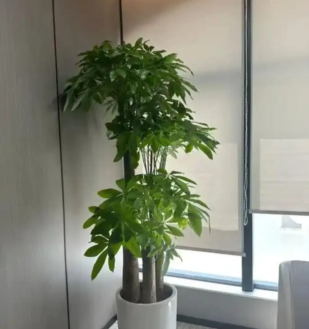 養好發財樹,簡單記住3點,再也不黃葉,一年四季綠油油