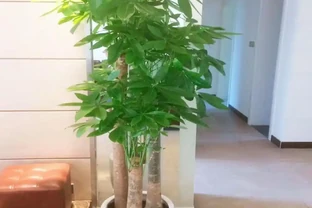 養好發財樹，簡單記住3點，再也不黃葉，一年四季綠油油
