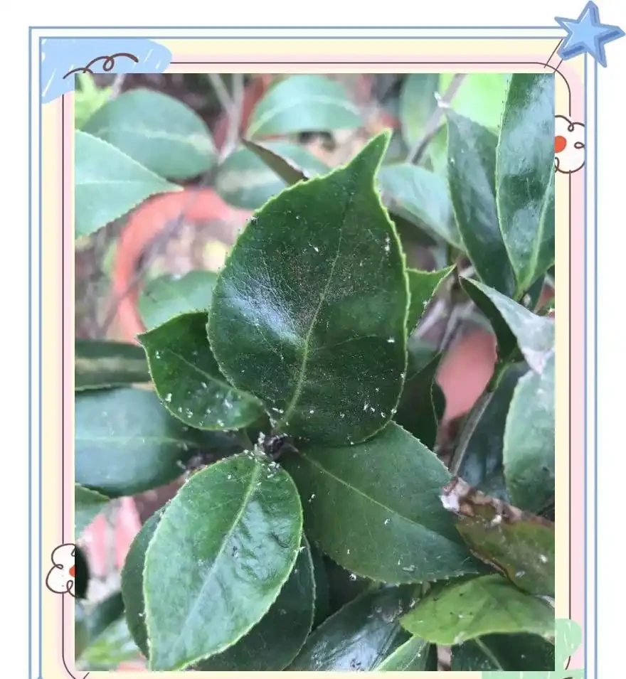 如何解決植物葉片的捲曲問題:原因與對策詳解