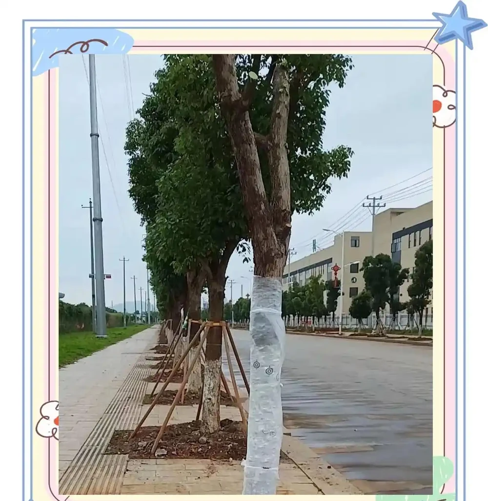 如何解決植物葉片的捲曲問題:原因與對策詳解