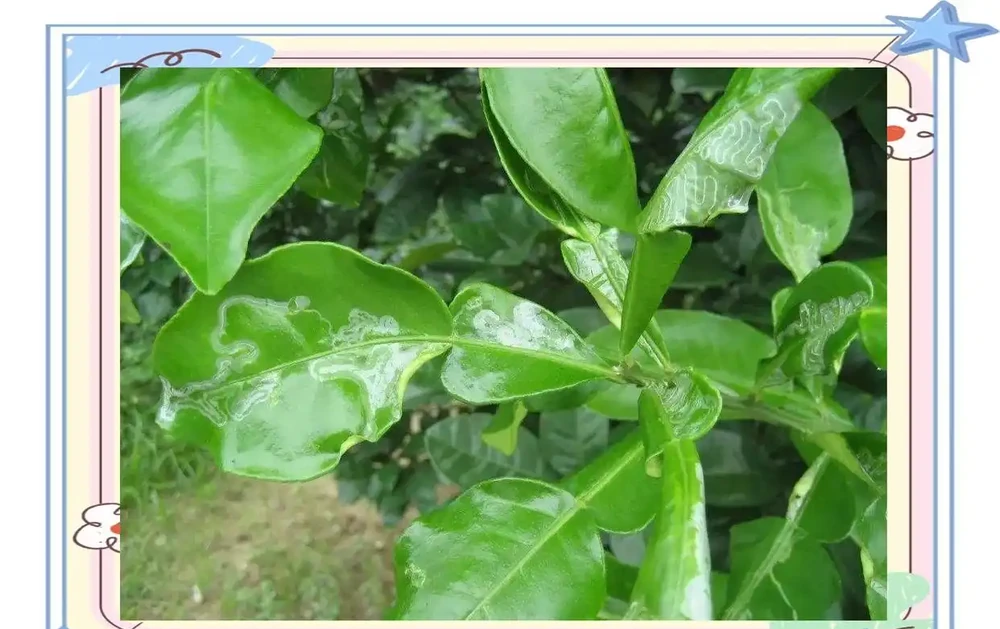 如何解決植物葉片的捲曲問題:原因與對策詳解