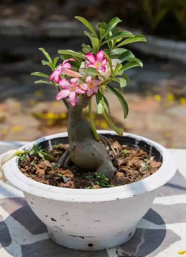 沙漠玫瑰