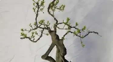 金彈子盆景十大名貴品種有哪些?