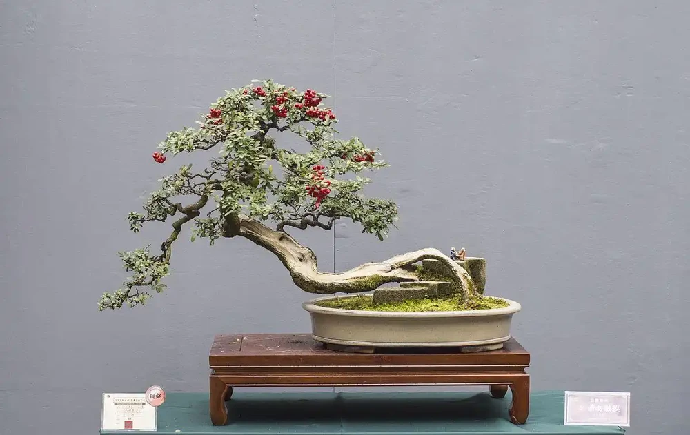 金彈子盆景十大名貴品種有哪些?