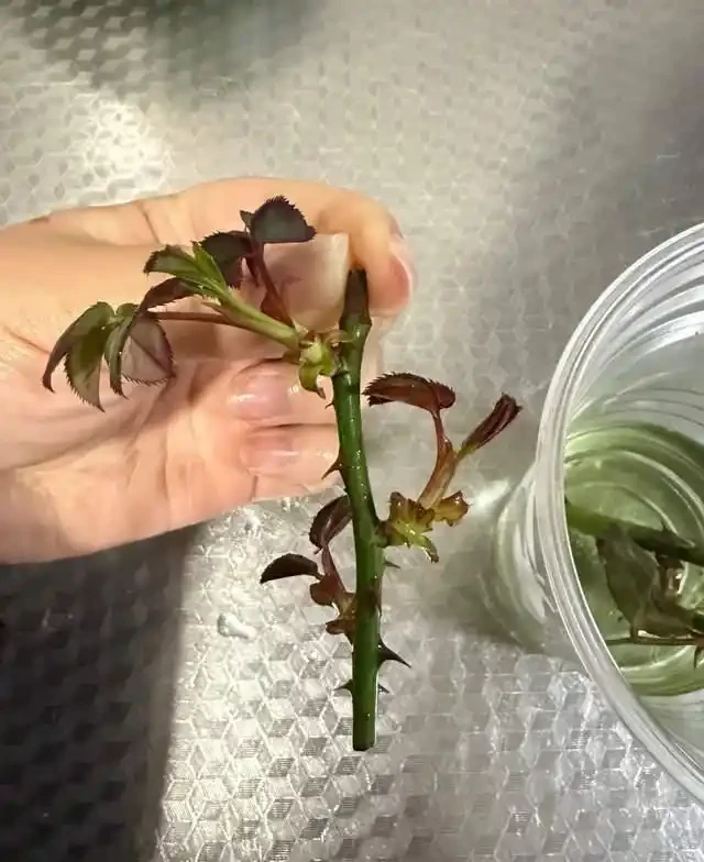 插枝總失敗？多注意這5點，10天長出大白根，插多少活多少！