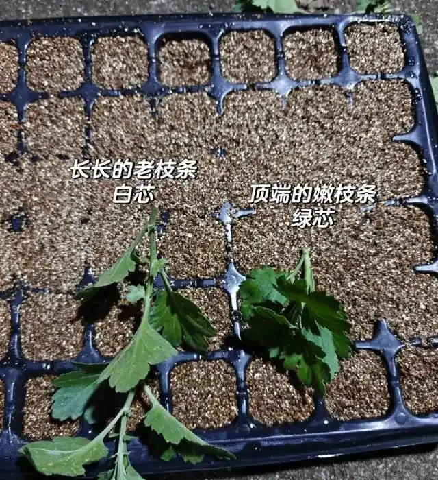 插枝總失敗？多注意這5點，10天長出大白根，插多少活多少！