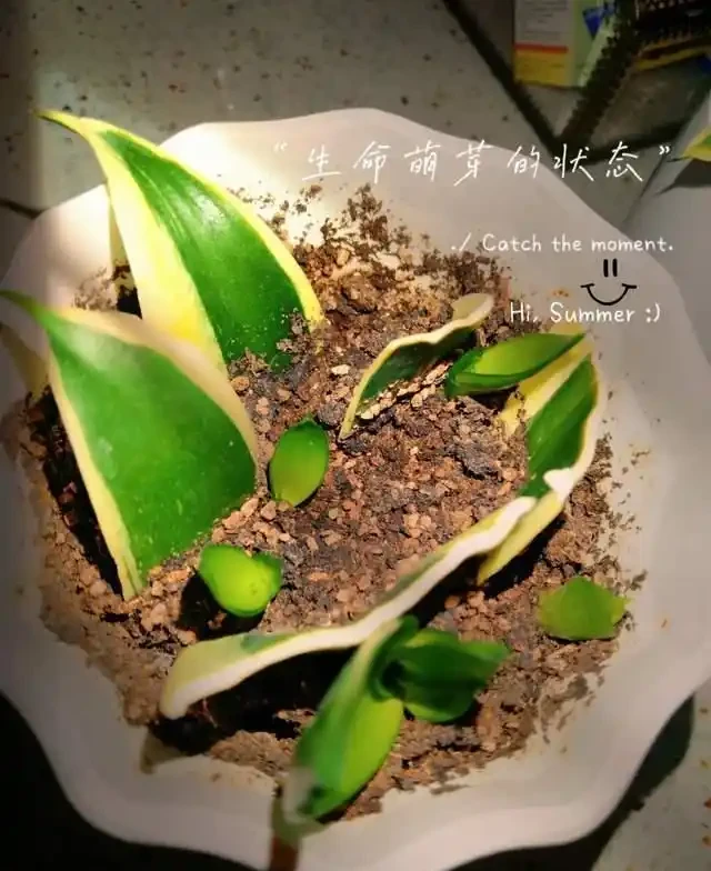 插枝總失敗？多注意這5點，10天長出大白根，插多少活多少！