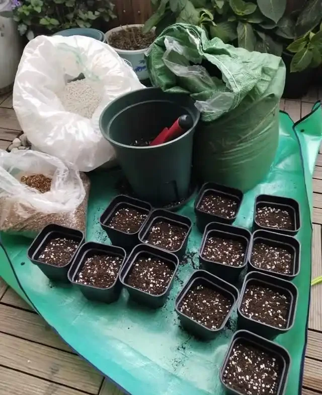 插枝總失敗？多注意這5點，10天長出大白根，插多少活多少！