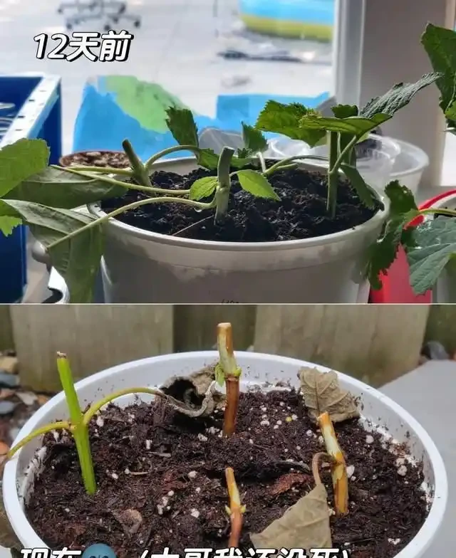插枝總失敗？多注意這5點，10天長出大白根，插多少活多少！
