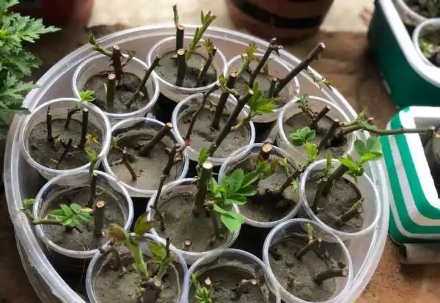 插枝總失敗？多注意這5點，10天長出大白根，插多少活多少！