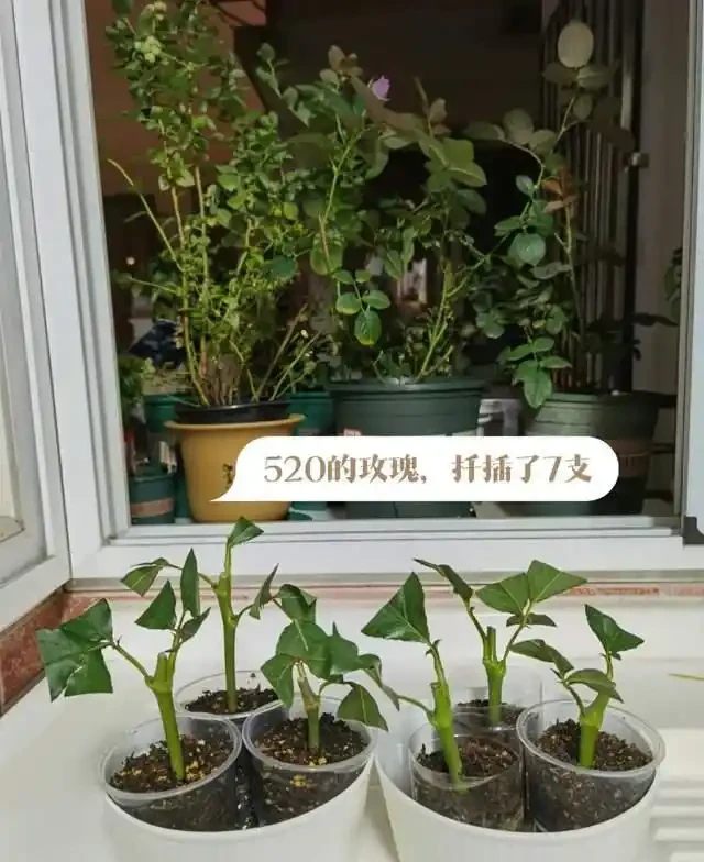插枝總失敗？多注意這5點，10天長出大白根，插多少活多少！