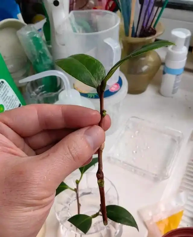 插枝總失敗？多注意這5點，10天長出大白根，插多少活多少！