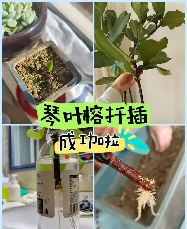 插枝總失敗？多注意這5點，10天長出大白根，插多少活多少！