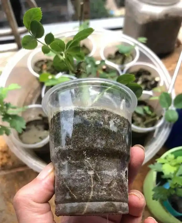 插枝總失敗？多注意這5點，10天長出大白根，插多少活多少！
