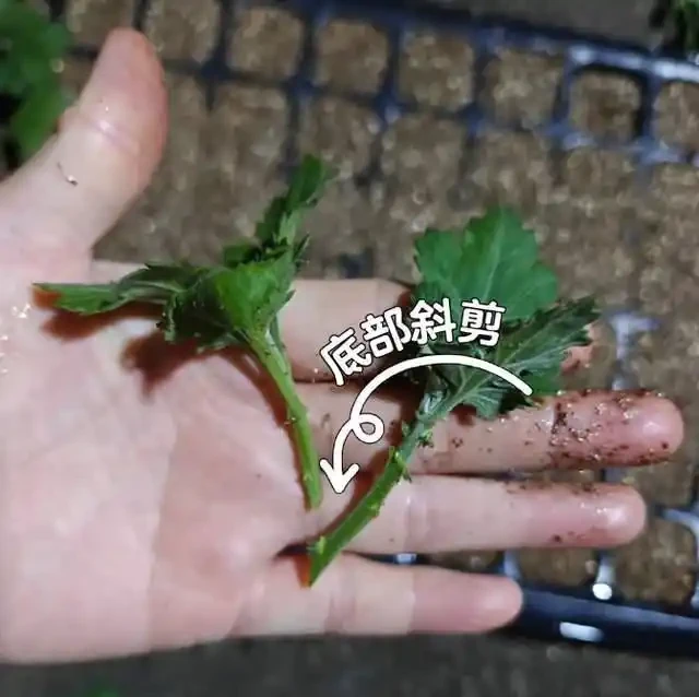 插枝總失敗？多注意這5點，10天長出大白根，插多少活多少！