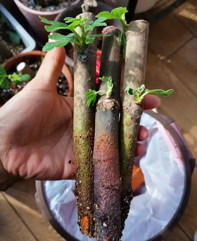 插枝總失敗？多注意這5點，10天長出大白根，插多少活多少！