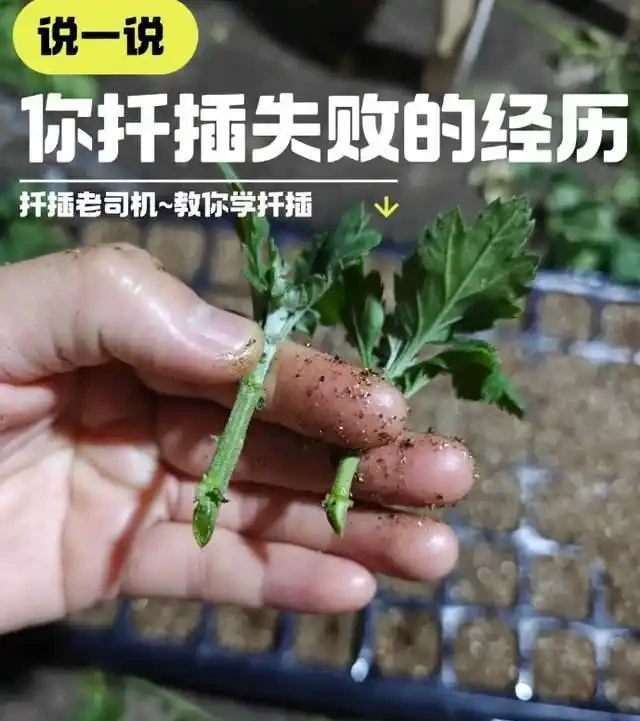 插枝總失敗？多注意這5點，10天長出大白根，插多少活多少！