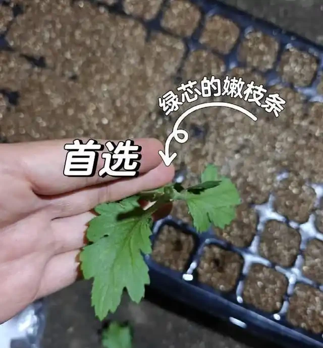 插枝總失敗？多注意這5點，10天長出大白根，插多少活多少！