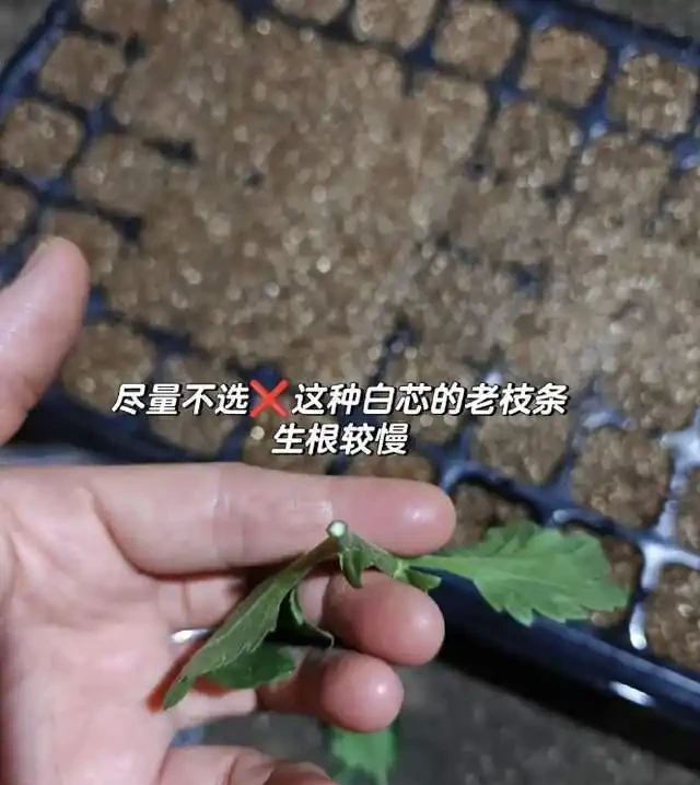 插枝總失敗？多注意這5點，10天長出大白根，插多少活多少！