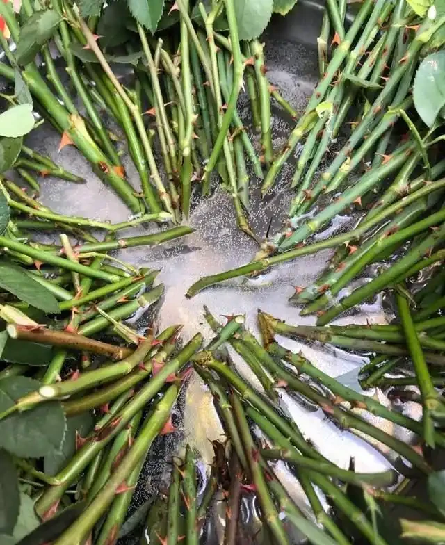插枝總失敗？多注意這5點，10天長出大白根，插多少活多少！