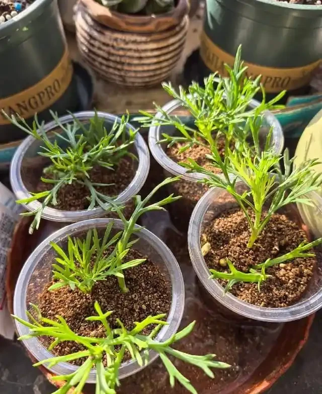 插枝總失敗？多注意這5點，10天長出大白根，插多少活多少！