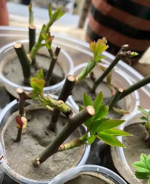 插枝總失敗？多注意這5點，10天長出大白根，插多少活多少！