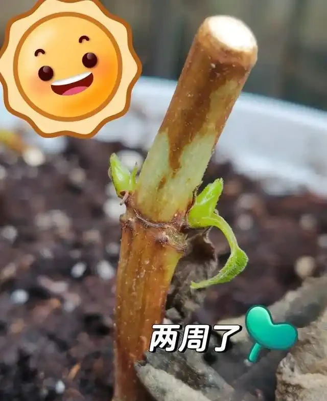 插枝總失敗？多注意這5點，10天長出大白根，插多少活多少！