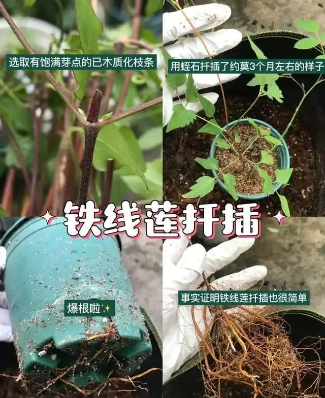 插枝總失敗？多注意這5點，10天長出大白根，插多少活多少！