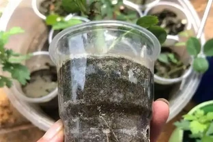 插枝總失敗？多注意這5點，10天長出大白根，插多少活多少！