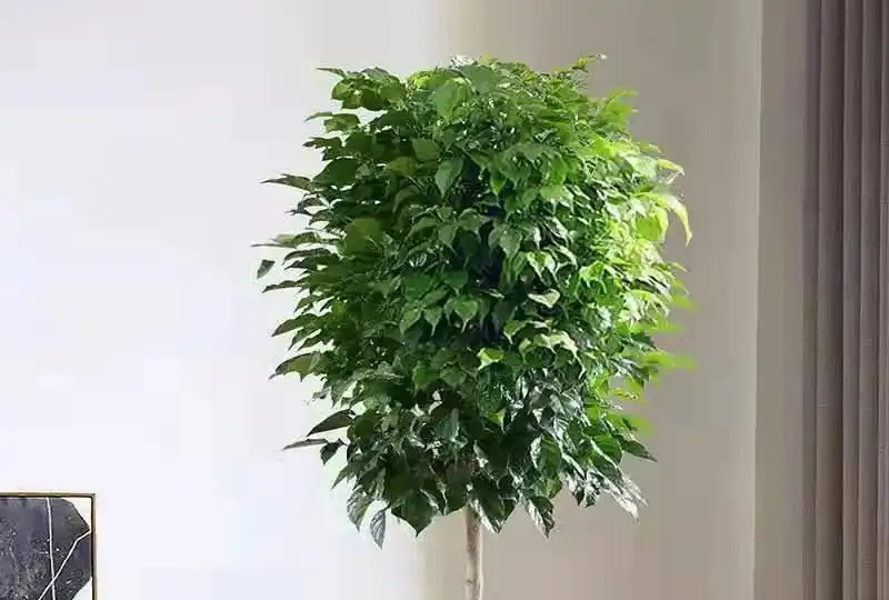 幸福樹葉子乾枯原因大剖析，解決病症重煥生機