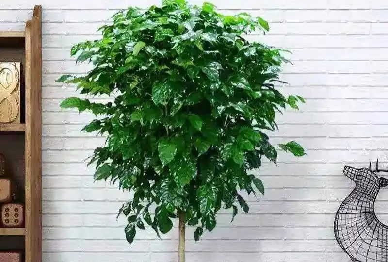 幸福樹葉子乾枯原因大剖析，解決病症重煥生機