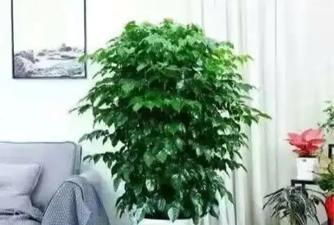 幸福樹葉子乾枯原因大剖析，解決病症重煥生機