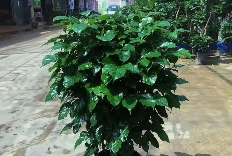 幸福樹葉子乾枯原因大剖析，解決病症重煥生機