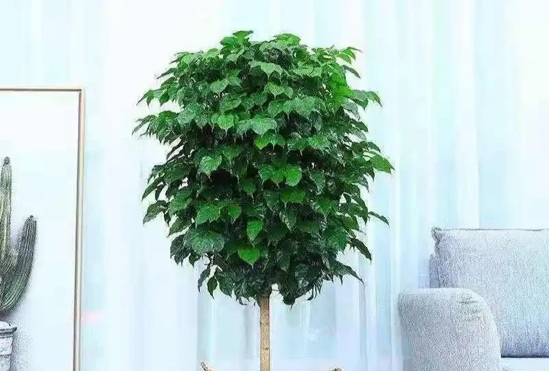 幸福樹葉子乾枯原因大剖析，解決病症重煥生機