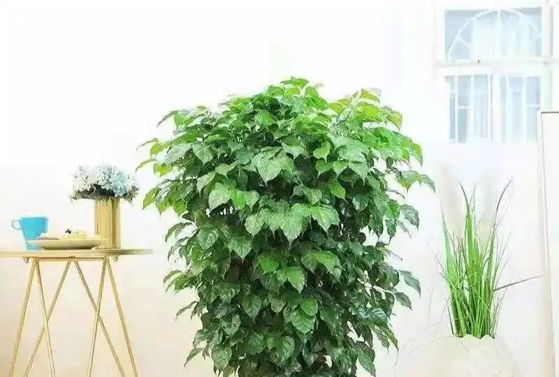 幸福樹葉子乾枯原因大剖析，解決病症重煥生機