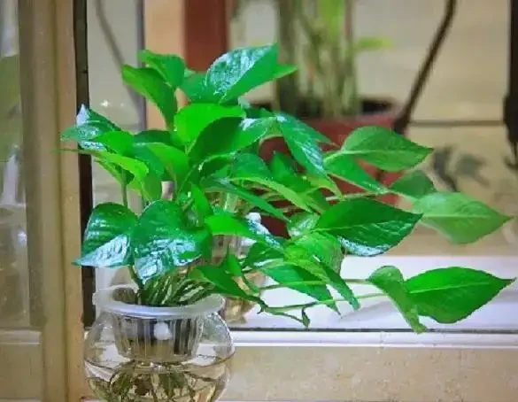 衛生間植物推薦:清新除異味的十種植物