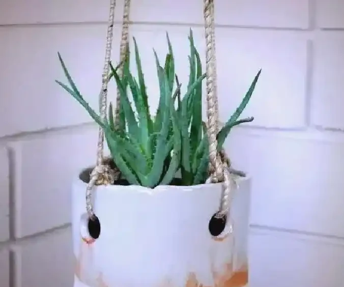 衛生間植物推薦:清新除異味的十種植物