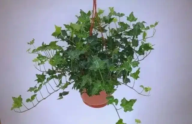 衛生間植物推薦:清新除異味的十種植物