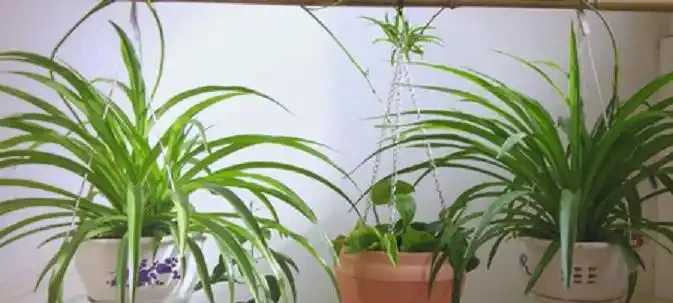 衛生間植物推薦:清新除異味的十種植物