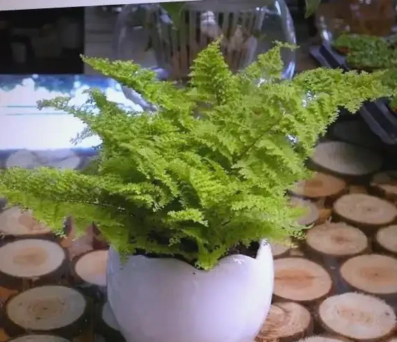 衛生間植物推薦:清新除異味的十種植物