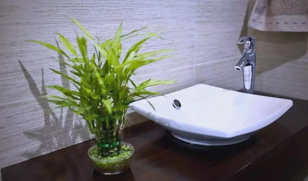 衛生間植物推薦:清新除異味的十種植物