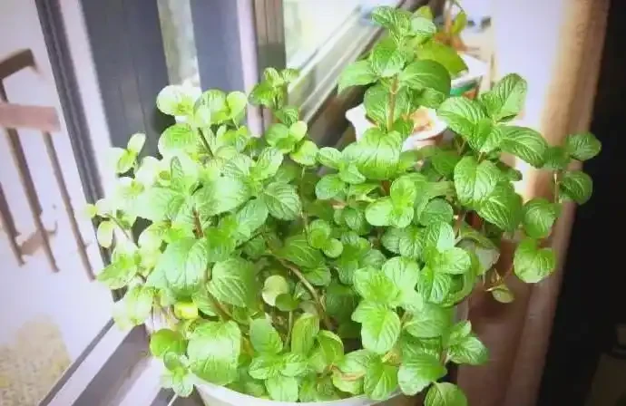 衛生間植物推薦:清新除異味的十種植物