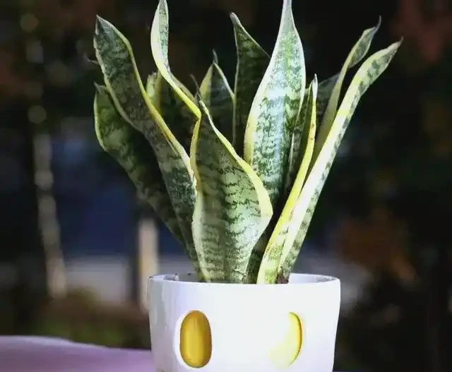衛生間植物推薦:清新除異味的十種植物
