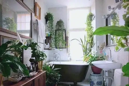 衛生間植物推薦:清新除異味的十種植物